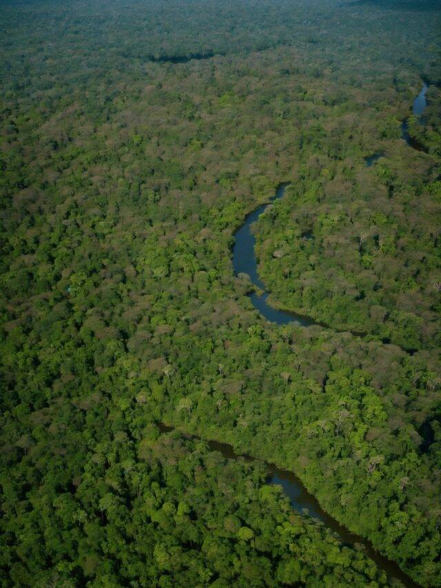 Amazon Rainforest