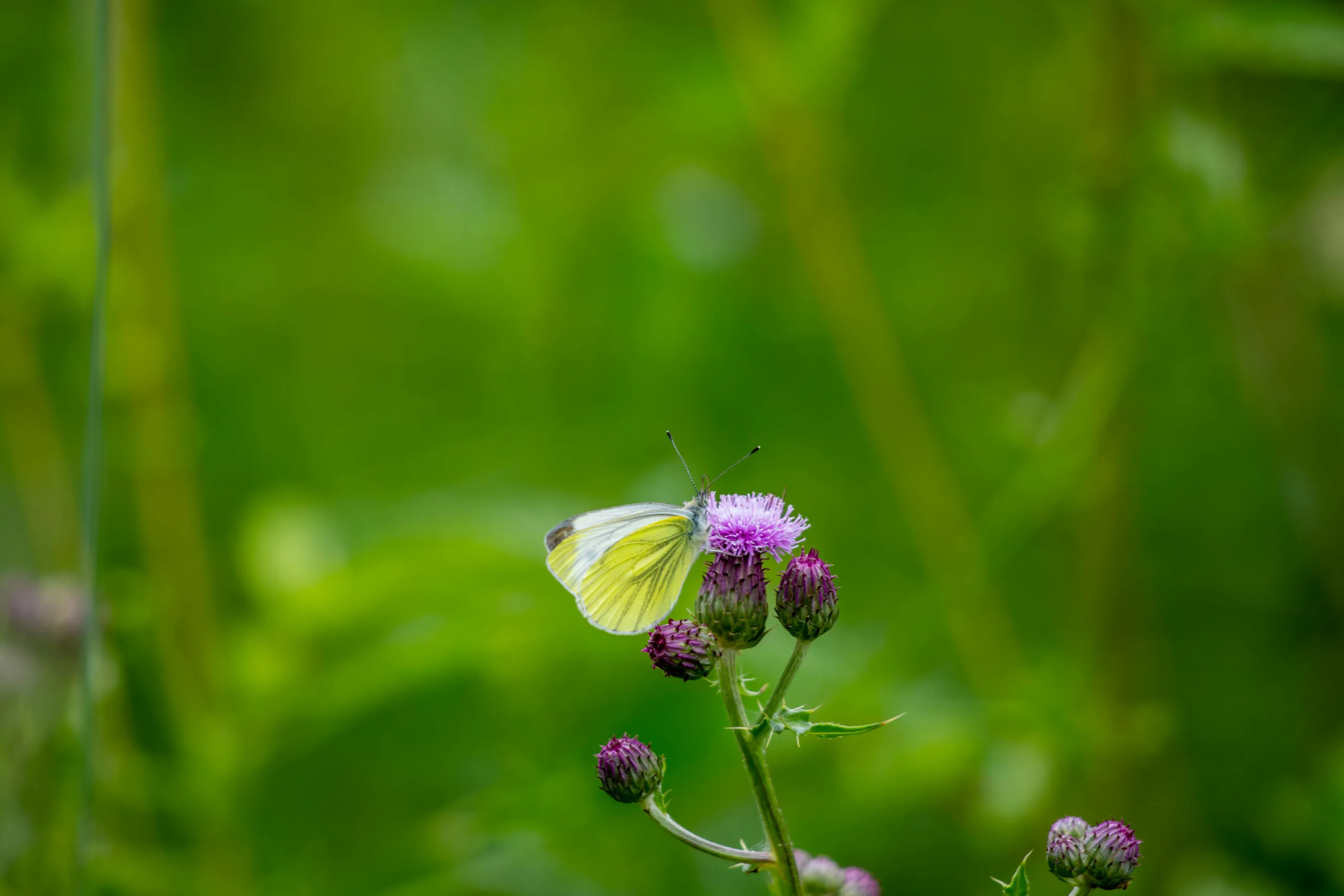 milk thistle